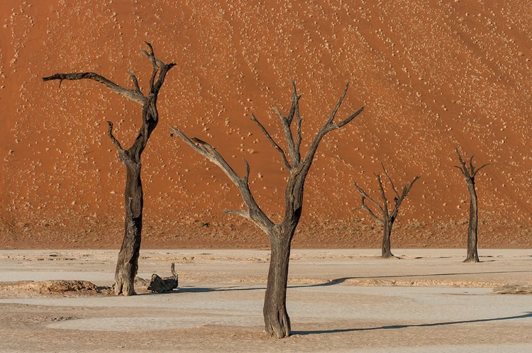 Picture of DEAD DANCERS