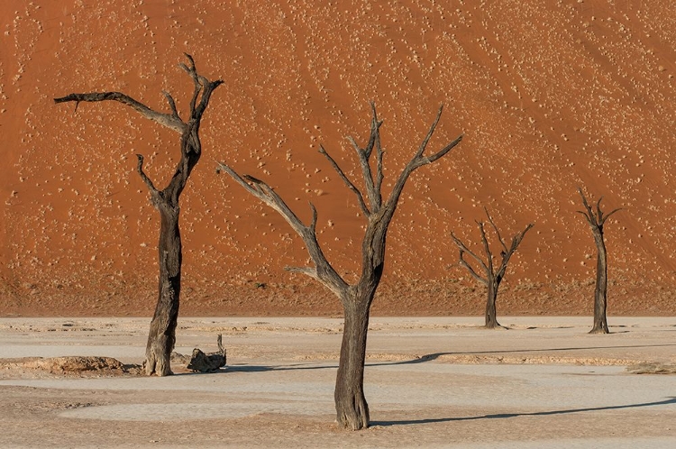 Picture of DEAD DANCERS