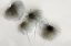 Picture of CLEMATIS