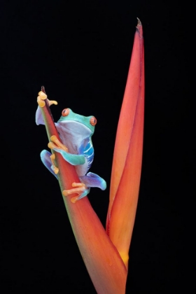 Picture of RED EYED TREE FROG ON A TROPICAL FLOWER