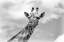 Picture of THE GIRAFFE - WILDLIFE V