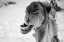 Picture of DROMEDARY