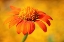 Picture of ORANGE
