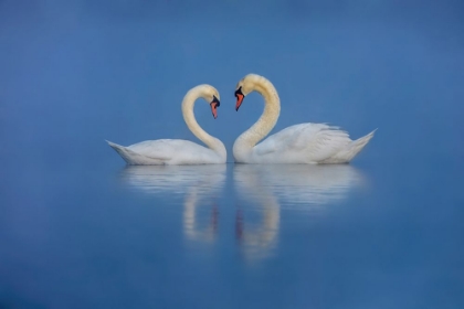 Picture of SWANS LOVE