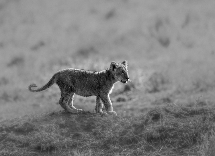 Picture of MORNING CAT