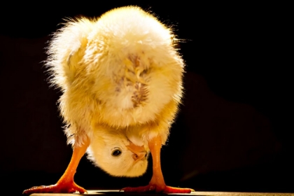 Picture of FUNNY CHICK