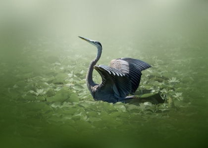 Picture of BLUE HERON IN A GREEN DREAM