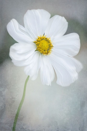 Picture of WHITE CALLIOPSIS