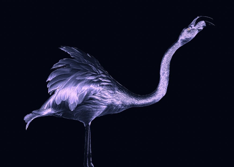 Picture of SILVER FLAMINGO