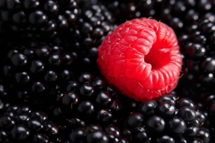 Picture of BERRY DIFFERENT