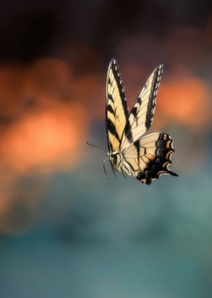Picture of FLYING BUTTERFLY