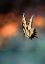 Picture of FLYING BUTTERFLY