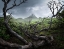 Picture of YUNNAN WASTELAND