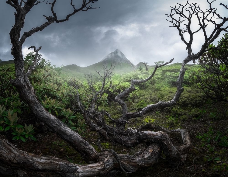 Picture of YUNNAN WASTELAND