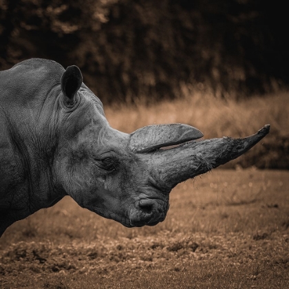 Picture of RHINOCEROS