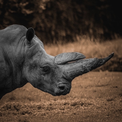 Picture of RHINOCEROS