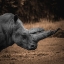 Picture of RHINOCEROS