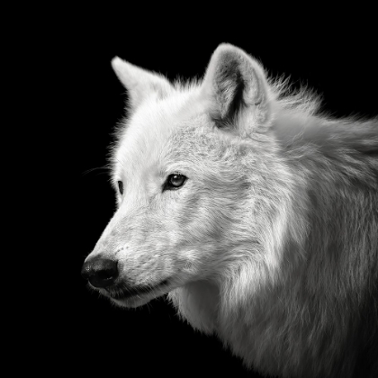 Picture of WHITE WOLF #2