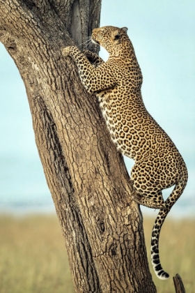 Picture of LEOPARD IN AFRICA