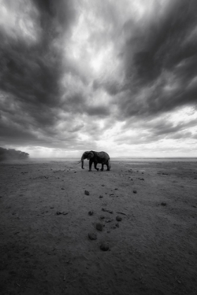 Picture of AMBOSELI