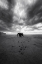 Picture of AMBOSELI
