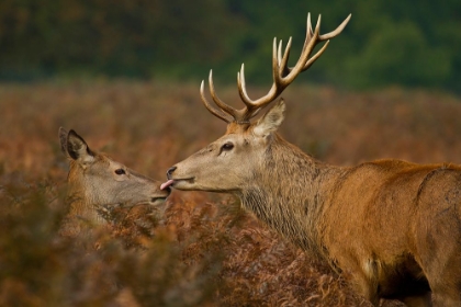 Picture of STOLEN KISS