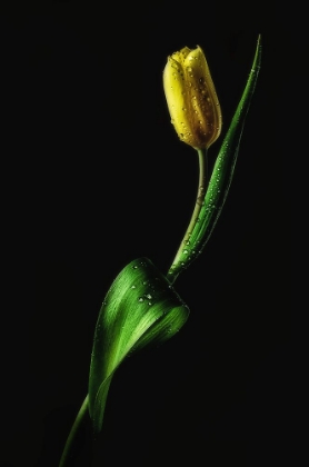 Picture of TULIP