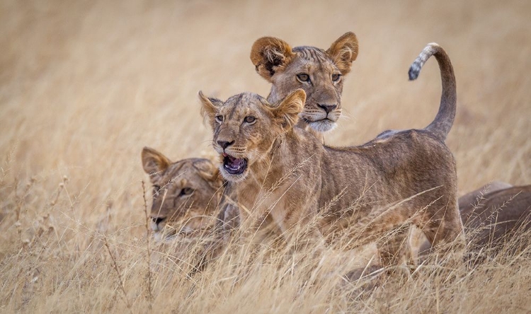 Picture of BOYS AT PLAY