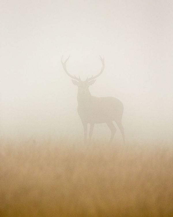 Picture of GHOST STAG