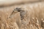 Picture of GREAT HORNED OWL