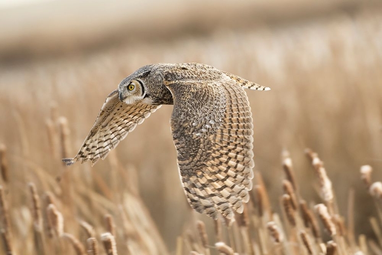 Picture of GREAT HORNED OWL