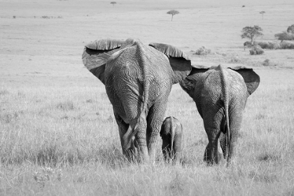 Picture of THREE BUTTS!