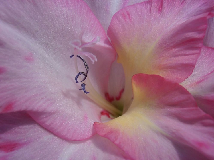 Picture of GLADIOLUS PRISCILLA