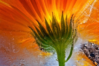 Picture of FROZEN MARIGOLD