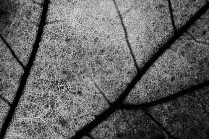 Picture of STREETS