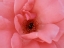 Picture of BLACK LADYBUG