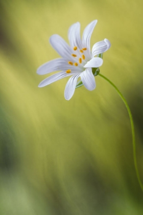 Picture of STITCHWORT