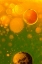 Picture of SPRING FANTASY
