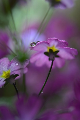 Picture of IN PINK SURROUNDINGS