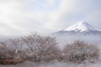 Picture of MT.FUJI IN SPRING