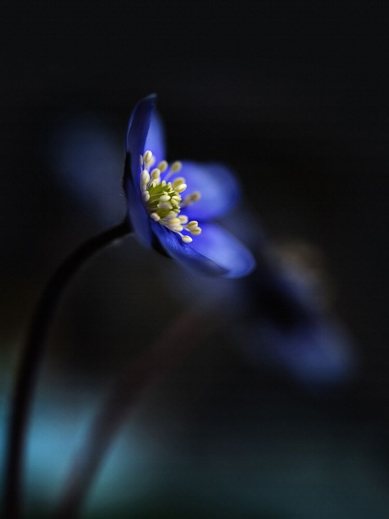 Picture of HEPATICA NOBILIS LL