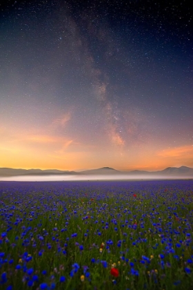 Picture of NIGHT FLOWERS