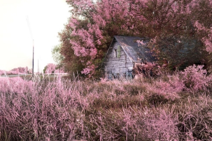 Picture of PINK LANDSCAPE 7