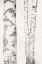 Picture of BIRCHES 2