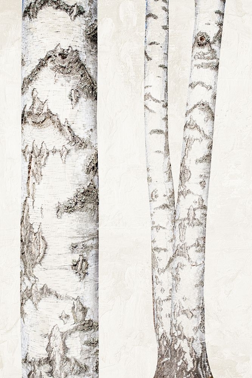 Picture of BIRCHES 2