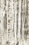 Picture of BIRCHES 2
