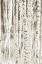 Picture of BIRCHES 3