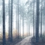 Picture of FOREST ROAD