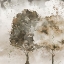 Picture of TWO TREES