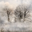 Picture of WINTER FROST 1